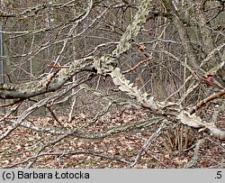 Liquidambar styraciflua (ambrowiec amerykański)