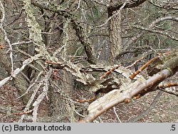 Liquidambar styraciflua (ambrowiec amerykański)