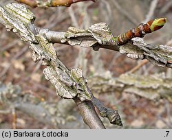 Liquidambar styraciflua (ambrowiec amerykański)