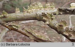 Liquidambar styraciflua (ambrowiec amerykański)