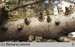 Liquidambar styraciflua (ambrowiec amerykański)