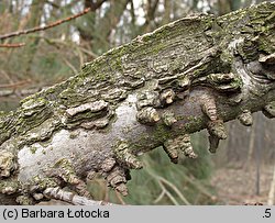 Liquidambar styraciflua (ambrowiec amerykański)