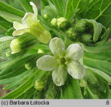 Lithospermum officinale (nawrot lekarski)