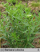 Lithospermum officinale (nawrot lekarski)