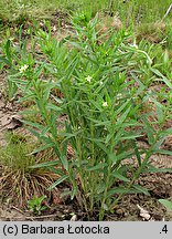 Lithospermum officinale (nawrot lekarski)