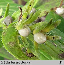 Lithospermum officinale (nawrot lekarski)