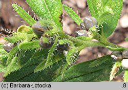 Lithospermum officinale (nawrot lekarski)