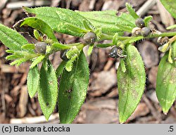 Lithospermum officinale (nawrot lekarski)