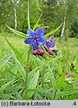 Lithospermum purpurocaeruleum (nawrot czerwonobłękitny)