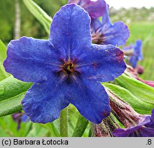 Lithospermum purpurocaeruleum (nawrot czerwonobłękitny)