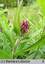 Lithospermum purpurocaeruleum (nawrot czerwonobłękitny)