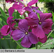 Lunaria annua (miesiącznica roczna)