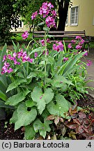 Lunaria annua (miesiącznica roczna)