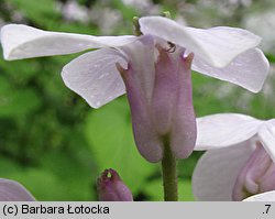 Lunaria rediviva (miesiącznica trwała)