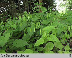 Lunaria rediviva (miesiącznica trwała)