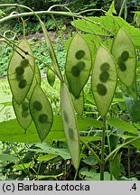 Lunaria rediviva (miesiącznica trwała)