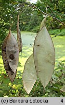 Lunaria rediviva (miesiącznica trwała)