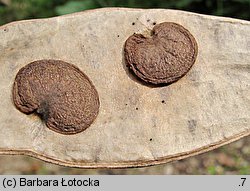 Lunaria rediviva (miesiącznica trwała)