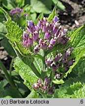 Lunaria rediviva (miesiącznica trwała)