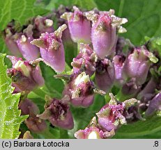 Lunaria rediviva (miesiącznica trwała)