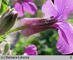 Lunaria rediviva (miesiącznica trwała)