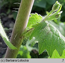 Lunaria rediviva (miesiącznica trwała)