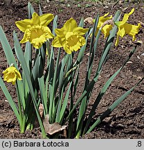 Narcissus pseudonarcissus (narcyz trąbkowy)