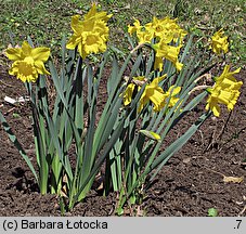 Narcissus pseudonarcissus (narcyz trąbkowy)