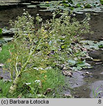 Oenanthe aquatica (kropidło wodne)