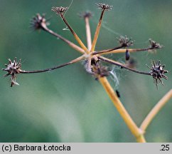 Oenanthe aquatica (kropidło wodne)