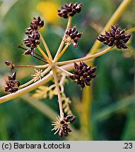 Oenanthe aquatica (kropidło wodne)