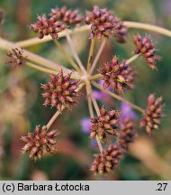 Oenanthe aquatica (kropidło wodne)