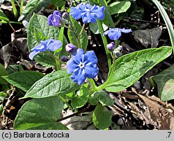 Omphalodes verna (ułudka wiosenna)