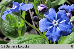 Omphalodes verna (ułudka wiosenna)