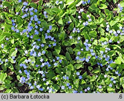 Omphalodes verna (ułudka wiosenna)