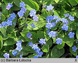 Omphalodes verna (ułudka wiosenna)