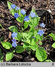 Omphalodes verna (ułudka wiosenna)