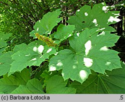 Oplopanax horridus (kolcosił straszliwy)