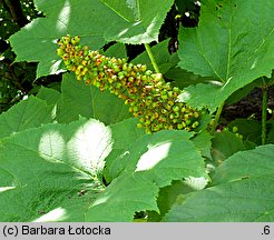 Oplopanax horridus (kolcosił straszliwy)