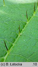 Oplopanax horridus (kolcosił straszliwy)