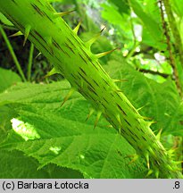 Oplopanax horridus (kolcosił straszliwy)