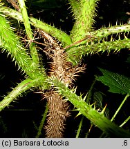 Oplopanax horridus (kolcosił straszliwy)