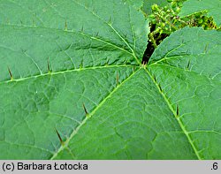 Oplopanax horridus (kolcosił straszliwy)