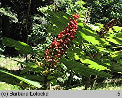 Oplopanax horridus (kolcosił straszliwy)