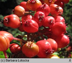 Oplopanax horridus (kolcosił straszliwy)