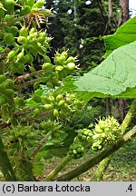 Oplopanax horridus (kolcosił straszliwy)