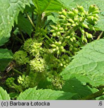 Oplopanax horridus (kolcosił straszliwy)