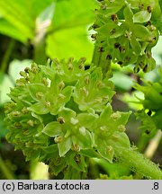 Oplopanax horridus (kolcosił straszliwy)