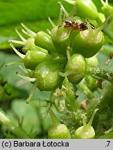 Oplopanax horridus (kolcosił straszliwy)