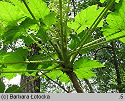 Oplopanax horridus (kolcosił straszliwy)